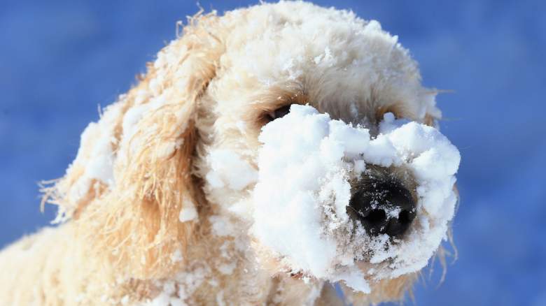 Dog with snow