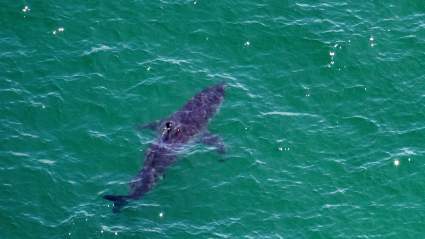Coast Guard Suspends Search for 11 Missing People After Survivors Suffer Suspected Shark Bites