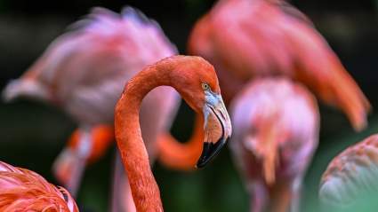 Las Vegas Tourist Faces Potential Prison Time After Taking Flamingo Named Peachy to Hotel Room