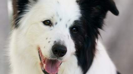 Florida Border Collie Pulled From a 10-Foot Sinkhole After a 2.5-Hour Dig
