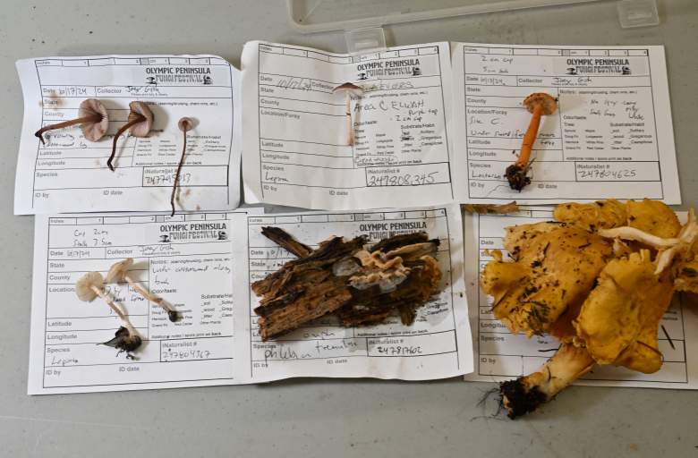 Fungi research