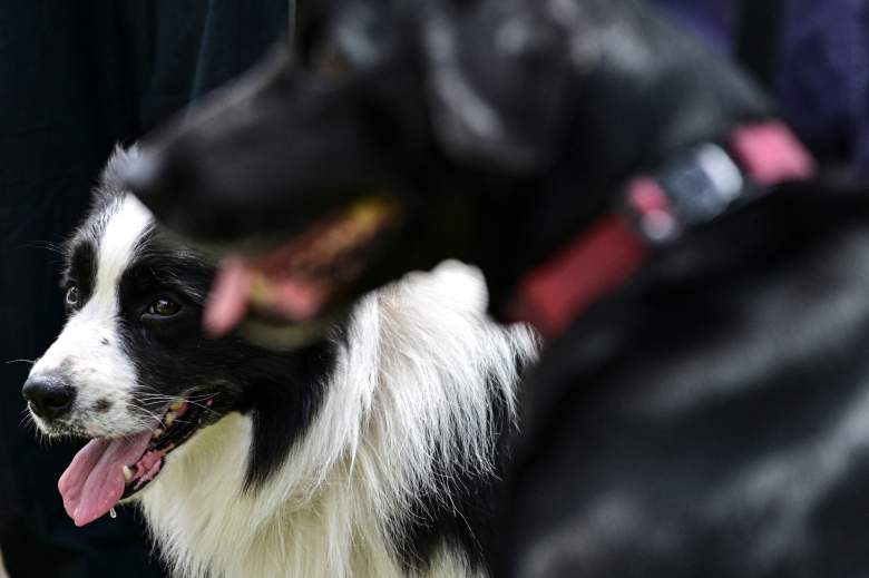 Border Collie