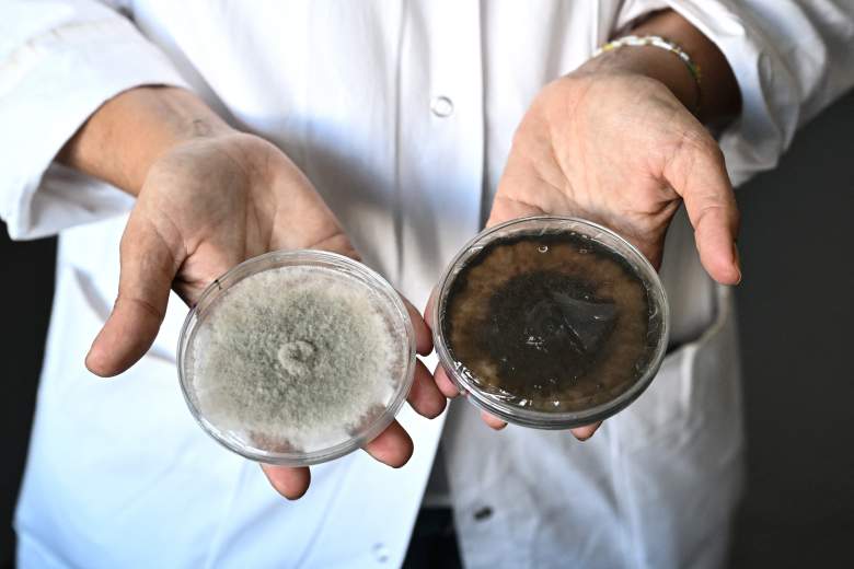 Fungus science