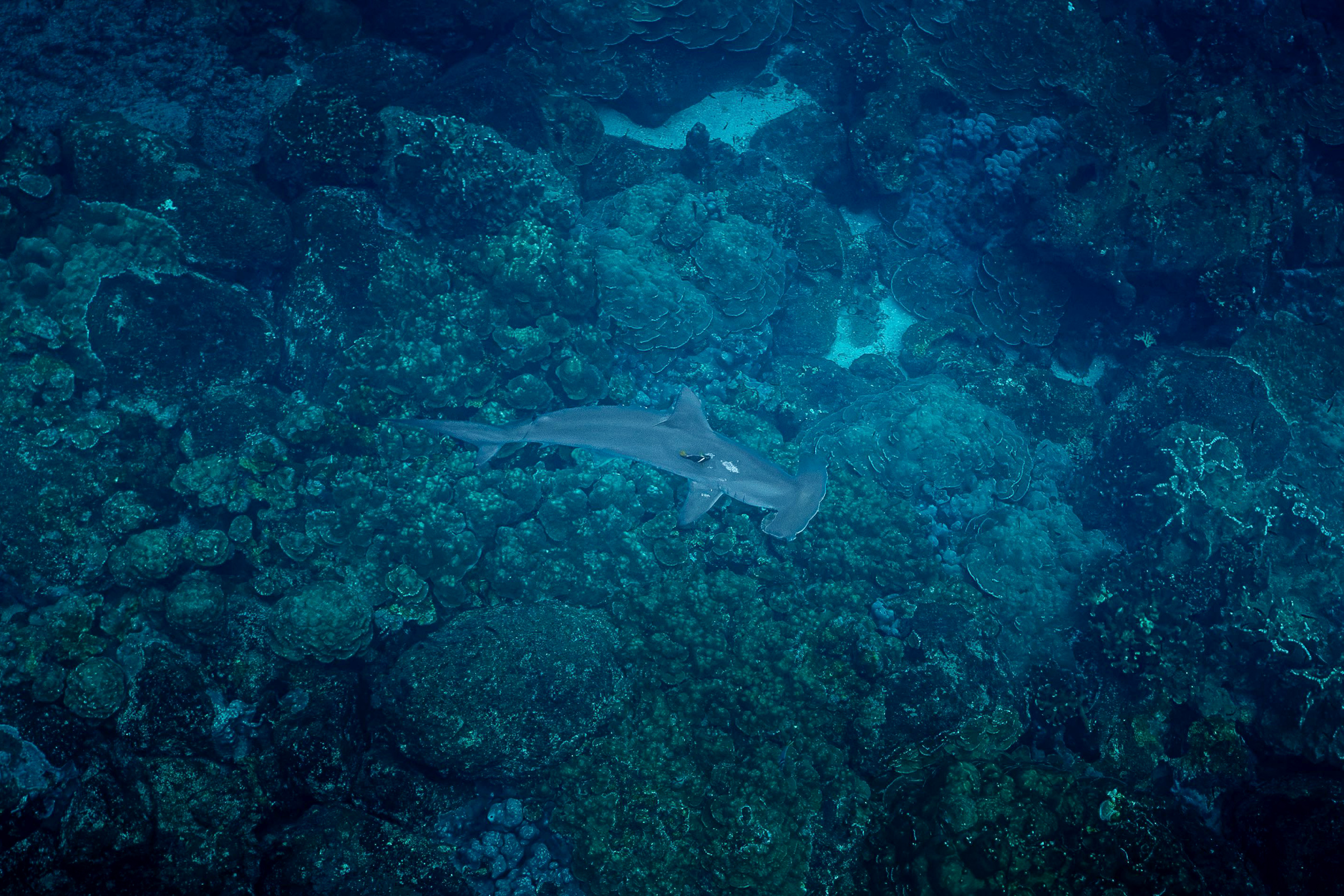 Hammerhead shark