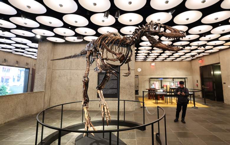 Nanotyrannus