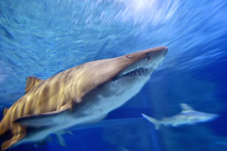shark