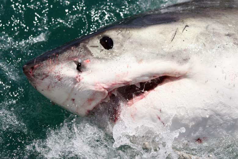 Great white shark