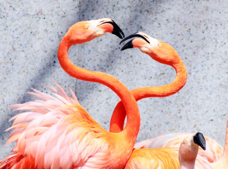 Flamingos
