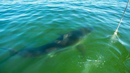 Kayaker Looks Over & Sees a 12-Foot Great White Shark Inches From His Boat