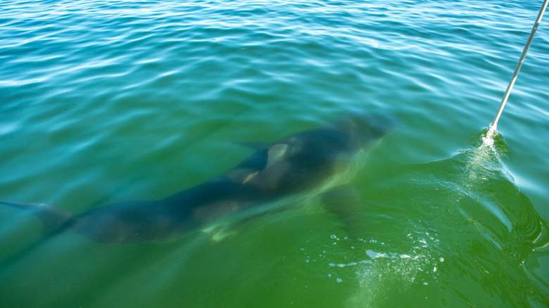 Great white shark swimming in the water