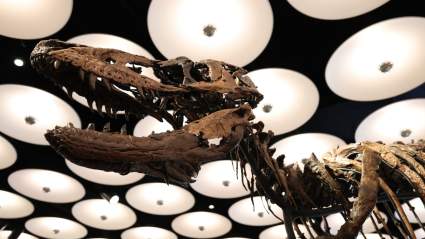 Rare Dinosaur Skeleton Fetches $47M at Auction, Cousin of T. Rex