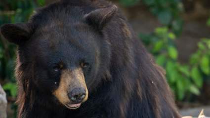 A Bear Broke Into a Library & Went Straight for the Honey — on Winnie-the-Pooh’s 100th Anniversary
