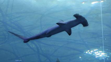 Dead Hammerhead Sharks Wash Ashore on Florida’s Space Coast