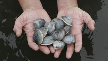 Volunteers in Connecticut Are Gluing Seeds to Clam Shells For a Fascinating Reason