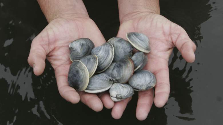 Person holding fistfuls of clams