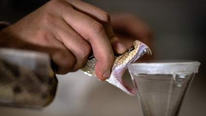 Toddler Receives 18 Shots of Antivenom After Bite From Rattlesnake: ‘We Were in a Pretty Bad Situation’